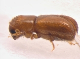 Pityophthorus liquidambarus 13559