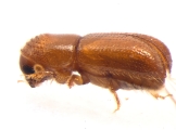 Pityophthorus liquidambarus 13559