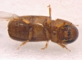 Pityophthorus liquidambarus 13559