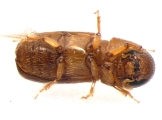 Pityophthorus liquidambarus 13559