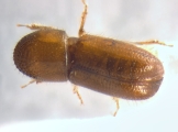 Pityophthorus liquidambarus 13559