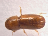Pityophthorus liquidambarus 13559