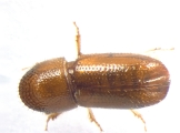 Pityophthorus liquidambarus 13559
