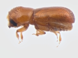 Pityophthorus liquidambarus 13651