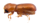 Pityophthorus liquidambarus 13651