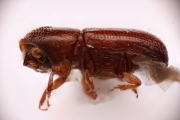 Pityophthorus liquidambarus 15113