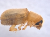Polygraphus camerunus 13660