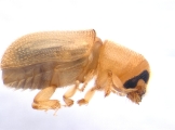 Polygraphus camerunus 13660