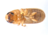 Polygraphus camerunus 13660