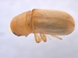 Polygraphus camerunus 13660