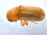 Polygraphus camerunus 13660