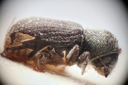 Procryphalus fraxini 14957