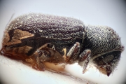 Procryphalus fraxini 14957
