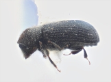 Procryphalus mucronatus 11825