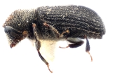 Procryphalus mucronatus 11825