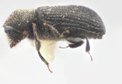 Procryphalus mucronatus 11825