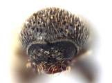 Procryphalus mucronatus 11827