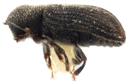 Procryphalus mucronatus 11827
