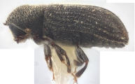 Procryphalus mucronatus 11827