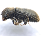 Procryphalus mucronatus 13669