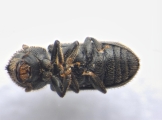 Procryphalus mucronatus 13669
