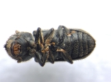 Procryphalus mucronatus 13669