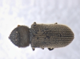 Procryphalus mucronatus 13669