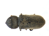 Procryphalus mucronatus 13669