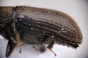 Procryphalus mucronatus 15064