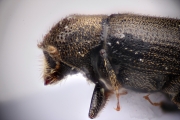Procryphalus mucronatus 15064