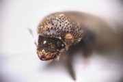 Procryphalus mucronatus 15064