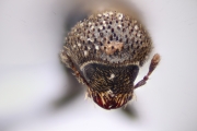 Procryphalus mucronatus 15064