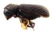 Procryphalus utahensis 12249