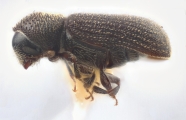 Procryphalus utahensis 12249