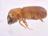 Pseudothysanoes dislocatus 13685