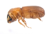 Pseudothysanoes dislocatus 13685