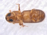 Pseudothysanoes dislocatus 13685