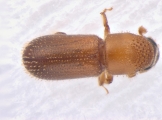 Pseudothysanoes dislocatus 13685