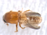 Pseudothysanoes dislocatus 13685