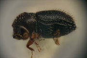 Pseudothysanoes spp 14970