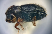 Pseudothysanoes spp 14970