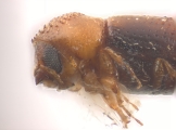 Pseudothysanoes spp 12483