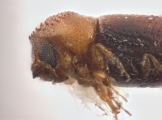 Pseudothysanoes spp 12483