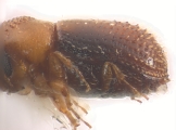 Pseudothysanoes spp 12483