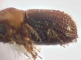 Pseudothysanoes spp 12483
