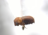Pseudothysanoes spp 12483