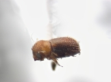 Pseudothysanoes spp 12483