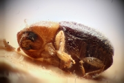 Cosmoderes sericeus 14917