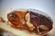 Cosmoderes sericeus 14917