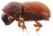 Ptilopodius dubiosus 12250